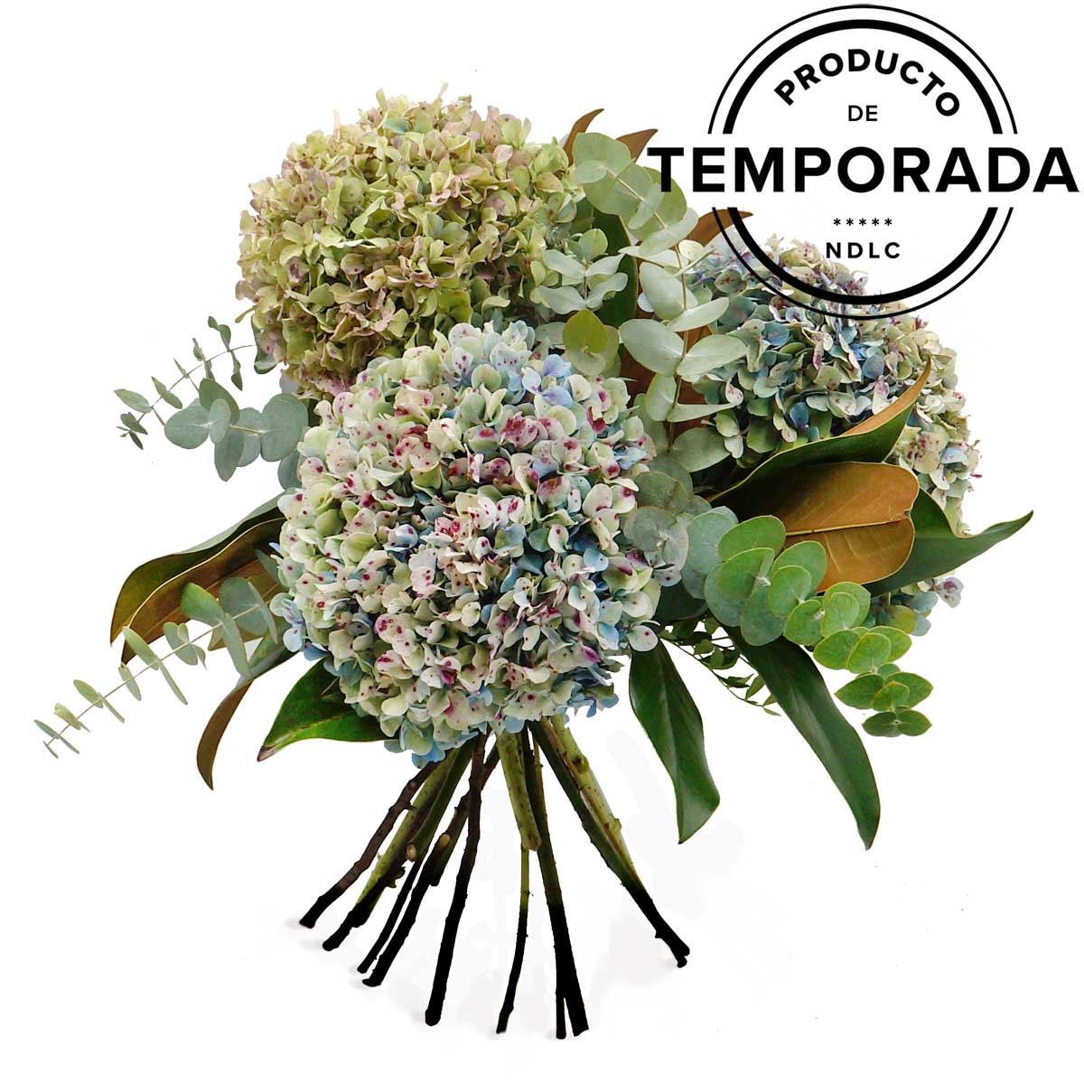 RAMO HORTENSIAS GALLEGAS